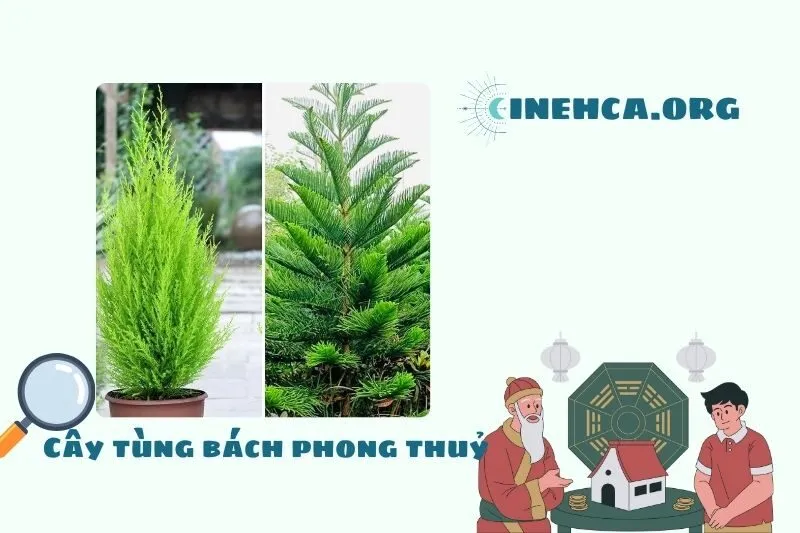 Cây tùng bách là gì?