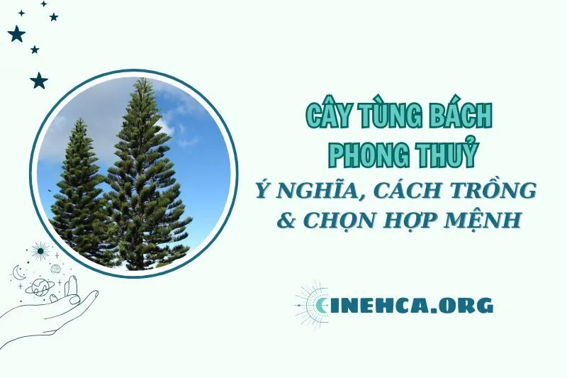 Cây tùng bách phong thủy: Ý nghĩa, cách trồng và chọn hợp mệnh 2025
