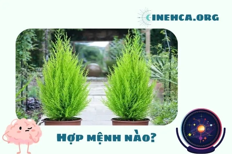 Cách chọn cây Tùng Bồng Lai phù hợp với mệnh và tuổi