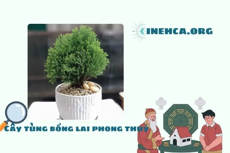 Cây Tùng Bồng Lai là gì? Ý nghĩa và công dụng trong phong thủy