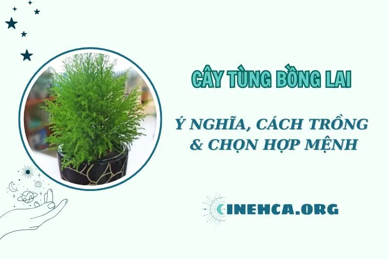 Cây Tùng Bồng Lai Phong Thủy 2025: Ý Nghĩa và Cách Chăm Sóc