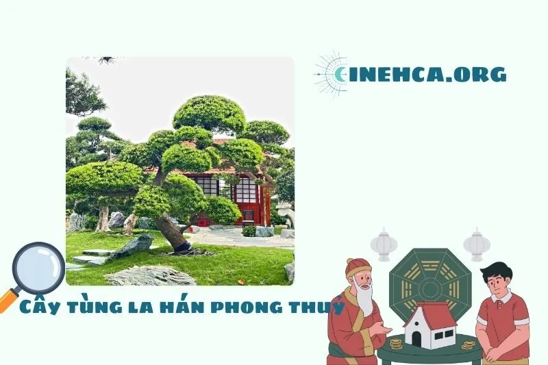 Cây tùng la hán: Đặc điểm và Ý nghĩa phong thủy