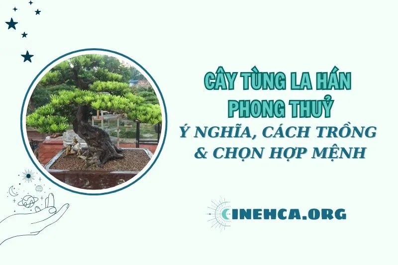 Cây tùng la hán phong thủy 2025: Ý nghĩa, cách trồng và chọn hợp mệnh