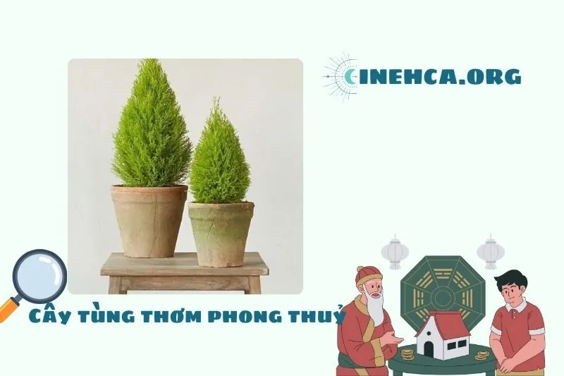 Cây tùng thơm là cây gì? Ý nghĩa phong thủy và công dụng