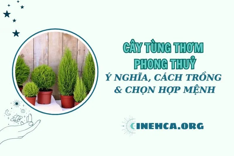 Cây tùng thơm phong thuỷ: Ý nghĩa, cách trồng và hợp mệnh nào 2025