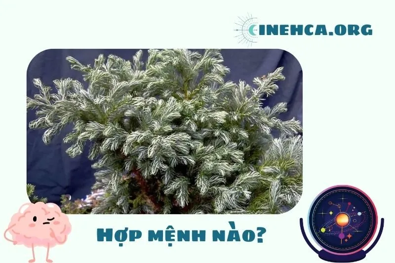 Cây tuyết tùng phong thủy hợp mệnh nào?