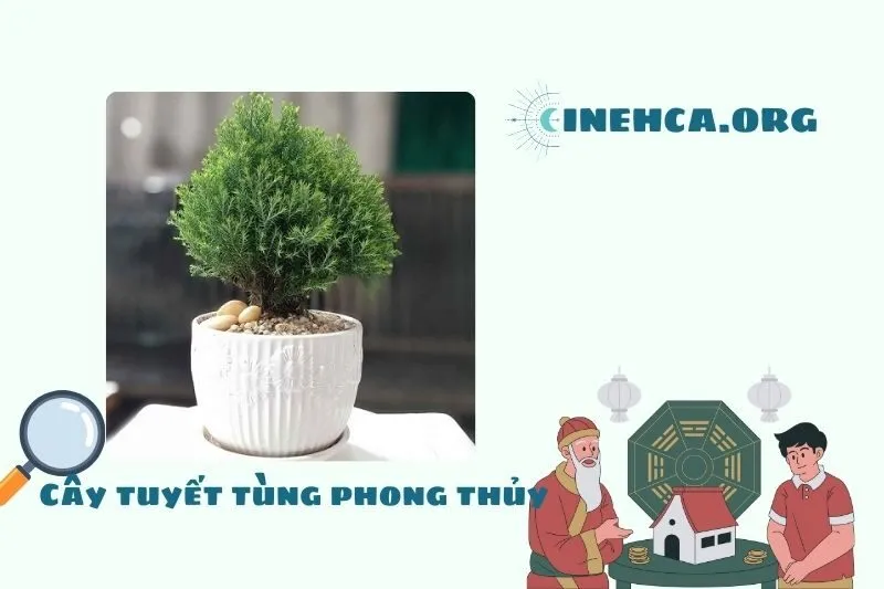 Cây tuyết tùng phong thủy là cây gì? Ý nghĩa phong thủy và công dụng