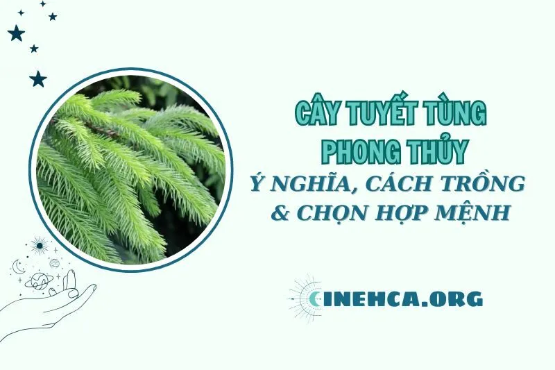 Cây tuyết tùng phong thủy 2025: Ý nghĩa, cách trồng và hợp mệnh nào
