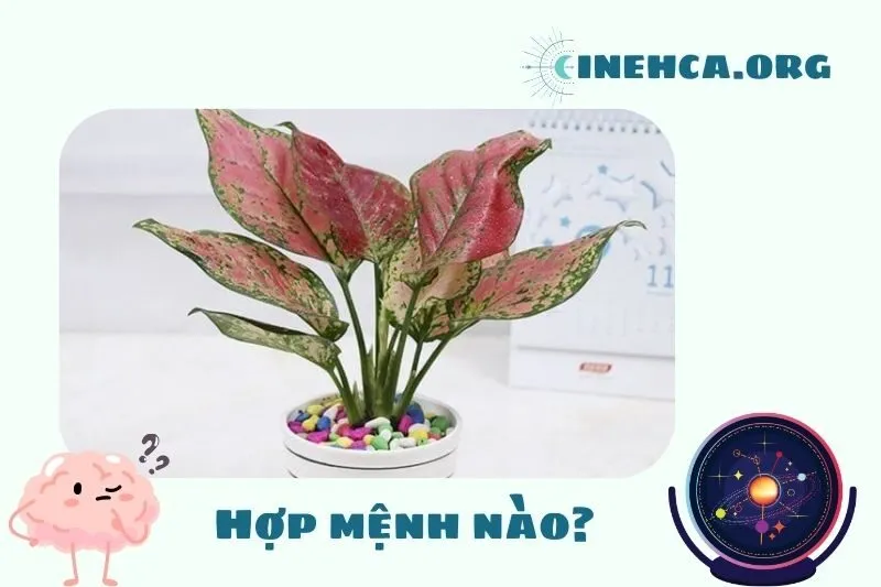 Cách chọn cây vạn lộc hợp mệnh để mang lại tài lộc