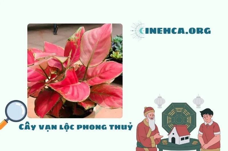 Cây vạn lộc là cây gì? Ý nghĩa phong thủy và công dụng