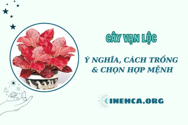 Cây vạn lộc phong thủy 2025: Ý nghĩa và cách đặt trong nhà