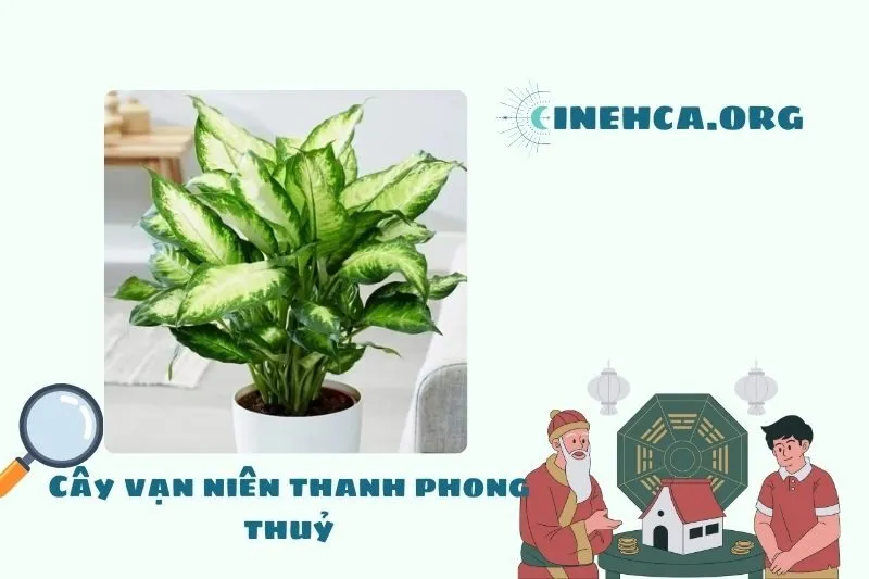 Cây vạn niên thanh phong thủy là gì? Ý nghĩa và công dụng