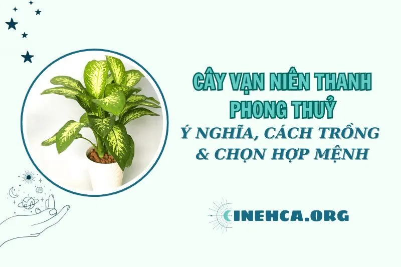 Cây vạn niên thanh phong thủy: Ý nghĩa, chăm sóc và hợp mệnh 2025