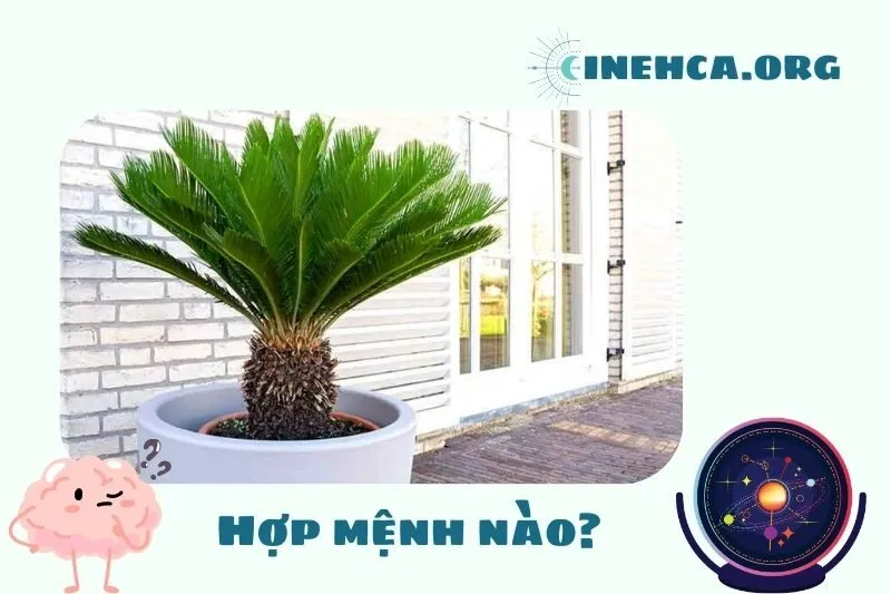 Cây vạn tuế phong thủy hợp mệnh nào, tuổi nào?