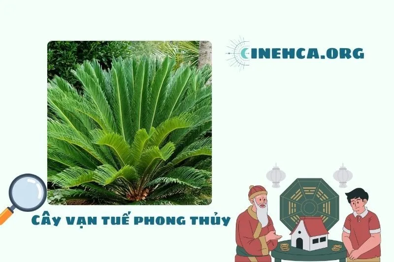 Cây vạn tuế là cây gì? Ý nghĩa phong thủy và công dụng