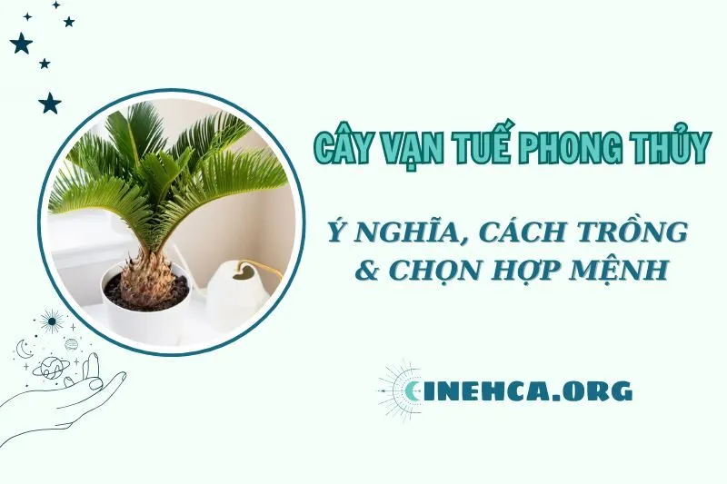 Cây vạn tuế phong thủy 2025: Ý nghĩa, cách trồng, chăm sóc và chọn hợp mệnh