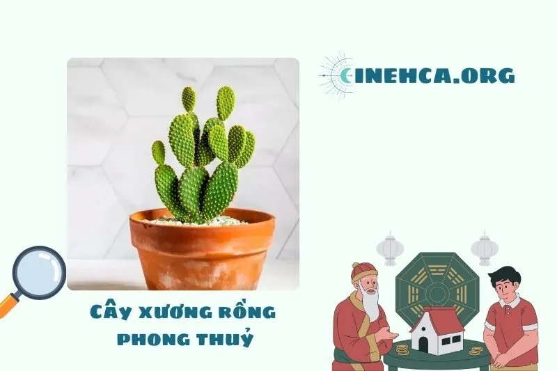 Nguồn gốc, đặc điểm cây xương rồng