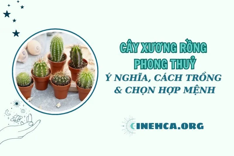 Cây xương rồng phong thủy 2025: Ý nghĩa và cách trồng hợp mệnh