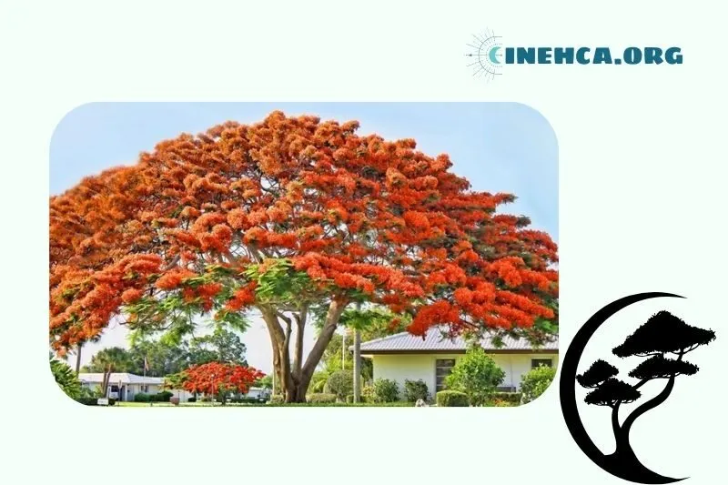 Công dụng của cây phượng vĩ