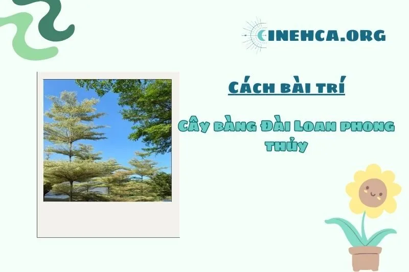 Có nên trồng cây Bàng Đài Loan trước nhà không?