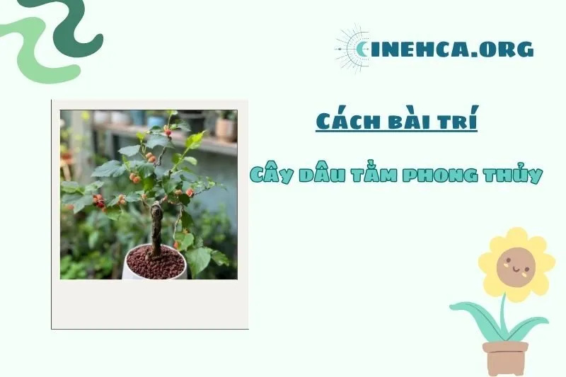 Có nên trồng cây dâu tằm trước nhà?