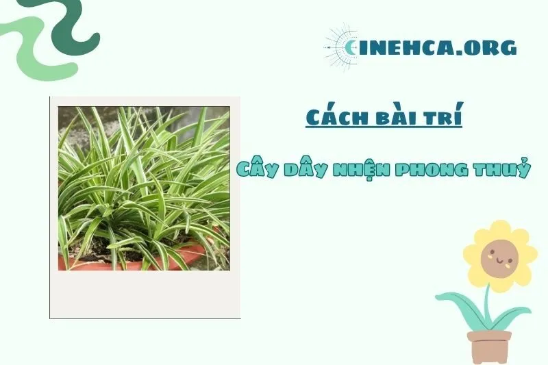 Vị trí đặt cây dây nhện phong thủy hợp lý