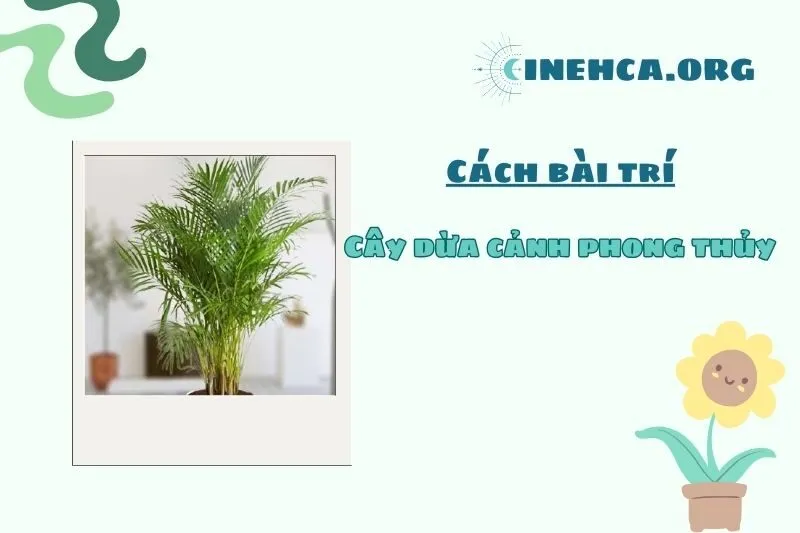 Cách bài trí cây dừa cảnh phong thủy trong nhà và nơi làm việc