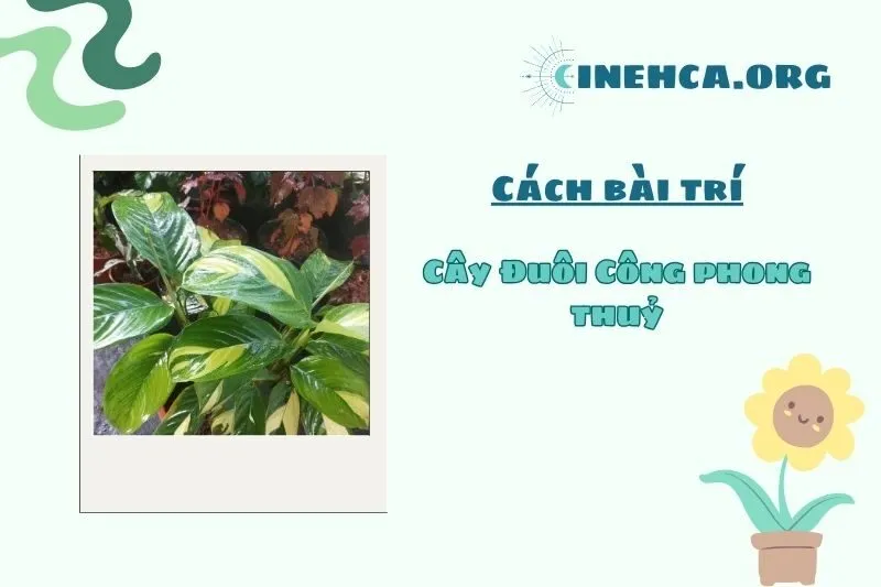 Đặt cây Đuôi Công phong thủy ở đâu để mang lại may mắn?