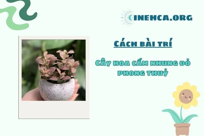 Cách đặt cây hoa cẩm nhung đỏ hợp phong thủy