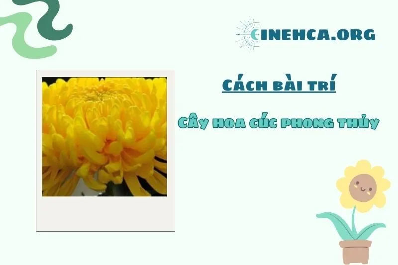 Cách đặt cây hoa cúc phong thủy trong nhà