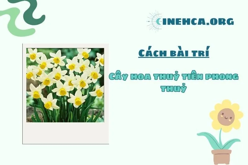 Cách đặt cây hoa thủy tiên hợp phong thủy