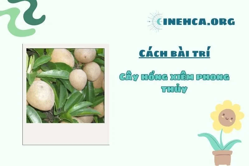 Lưu ý khi trồng cây để đạt hiệu quả phong thủy cao
