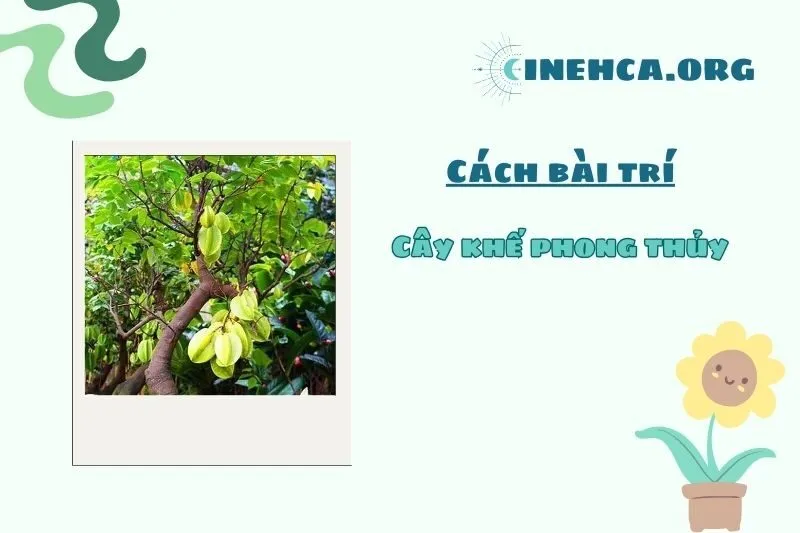 Vị trí trồng cây khế phù hợp nhất theo phog thuỷ