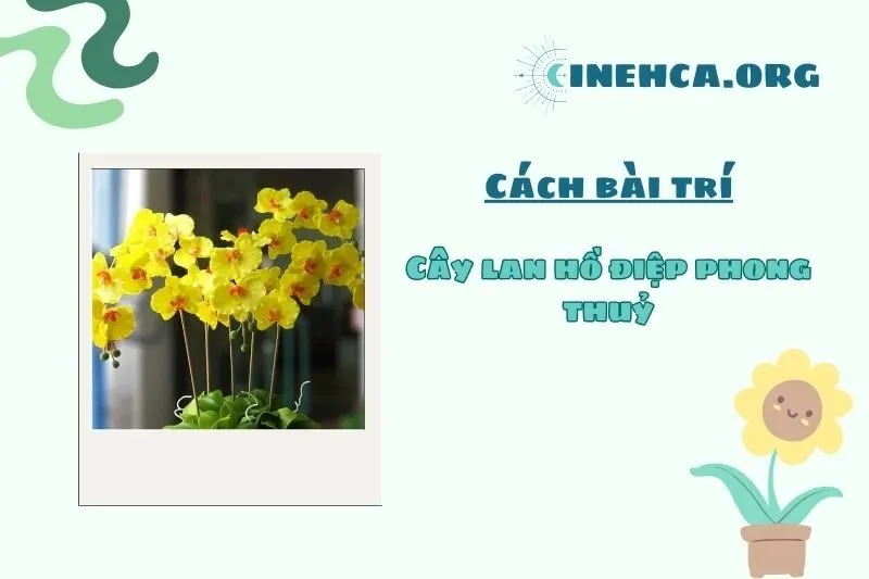 Cách bố trí cây lan hồ điệp phong thủy trong nhà