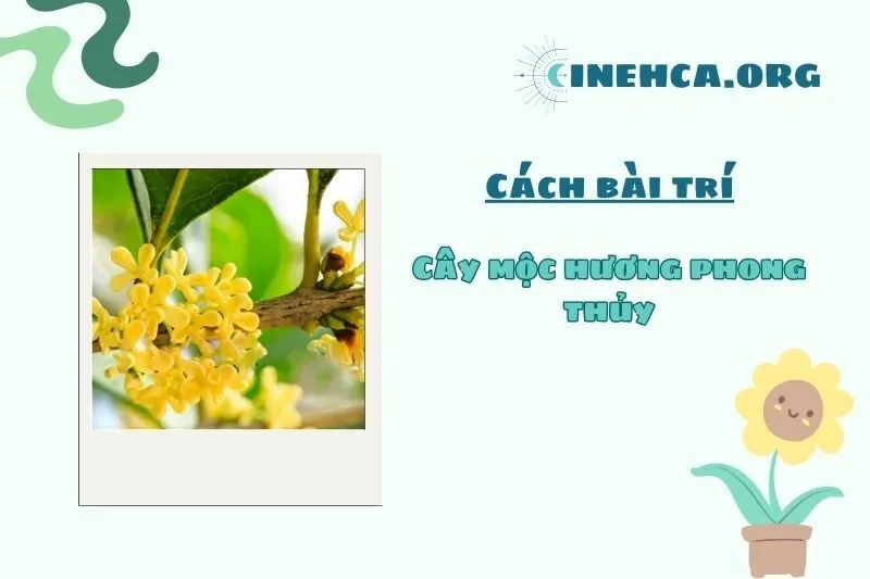 Cách chọn và bài trí cây mộc hương trong nhà hợp phong thủy