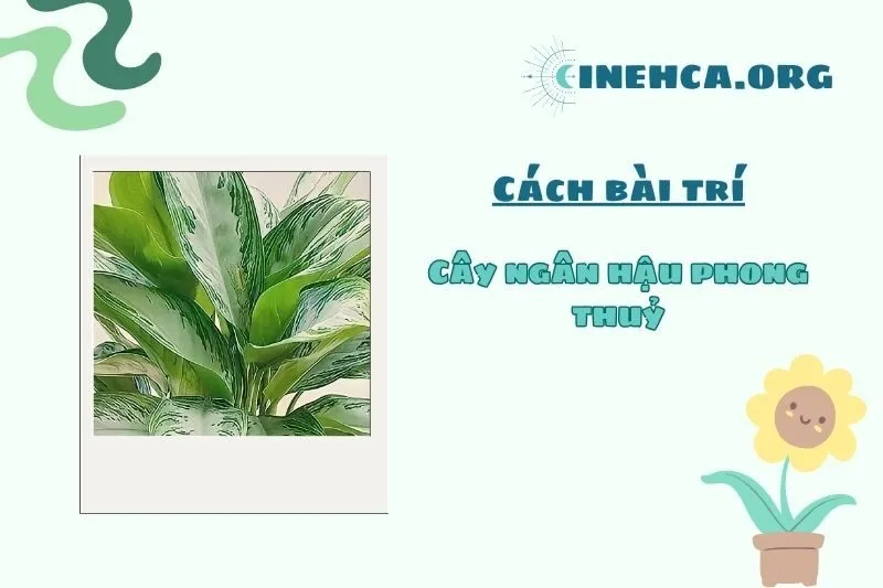 Cách Đặt Cây Ngân Hậu Đúng Phong Thủy