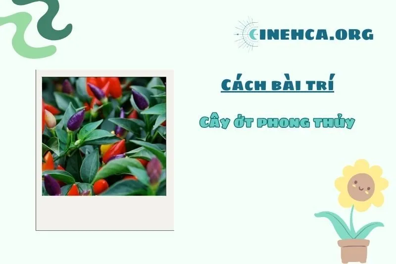 Vị trí trồng cây ớt phong thủy để hút tài lộc