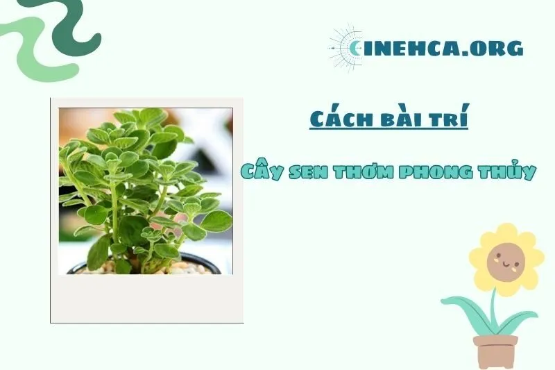 Cách chọn mua và bố trí cây sen thơm phong thủy