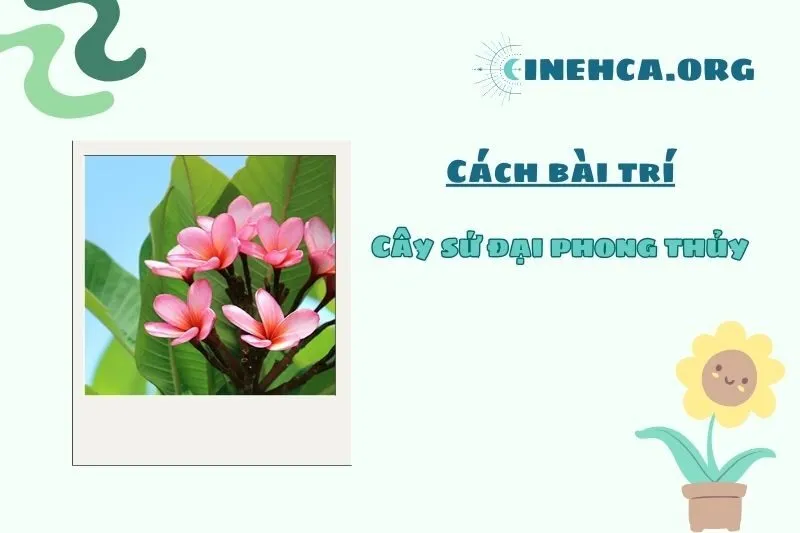 Vị trí đặt cây sứ đại phong thủy phù hợp