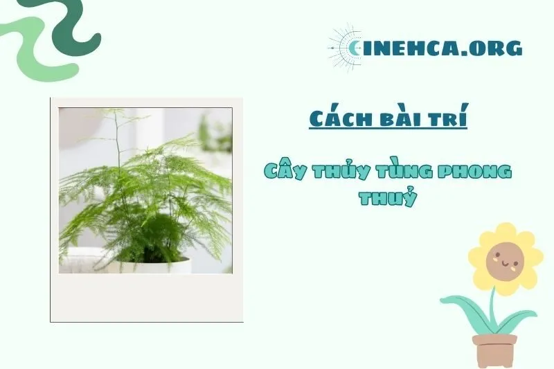 Hướng dẫn đặt cây Thủy Tùng đúng phong thủy