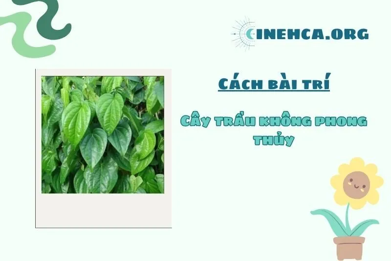 Những vị trí lý tưởng để đặt cây trầu không phong thủy trong nhà