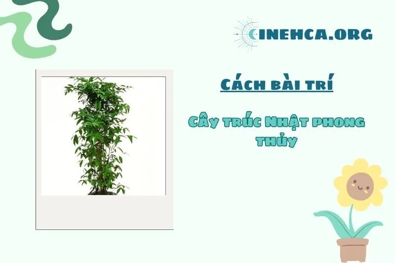 Hướng dẫn đặt cây trúc Nhật phong thủy đúng cách