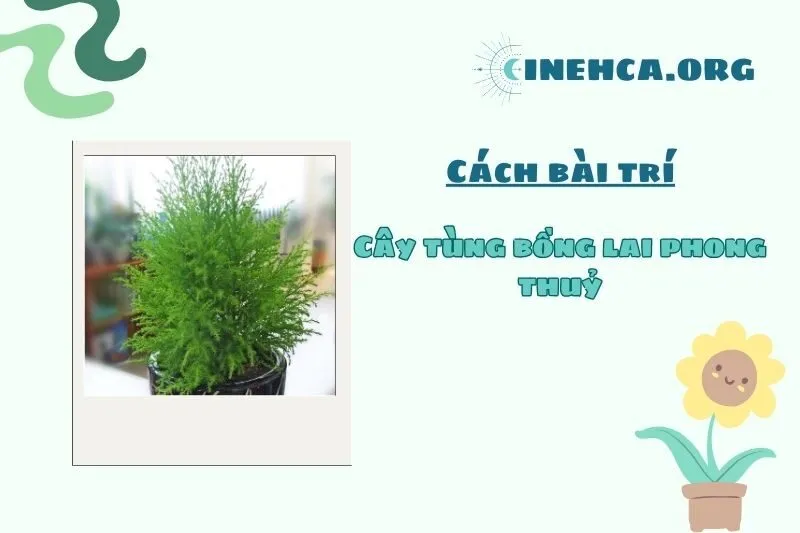 Vị trí đặt cây Tùng Bồng Lai hợp phong thủy trong nhà và nơi làm việc