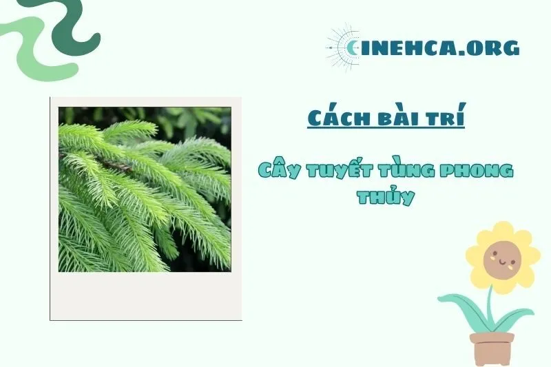 Vị trí đặt cây tuyết tùng phong thủy để thu hút tài lộc