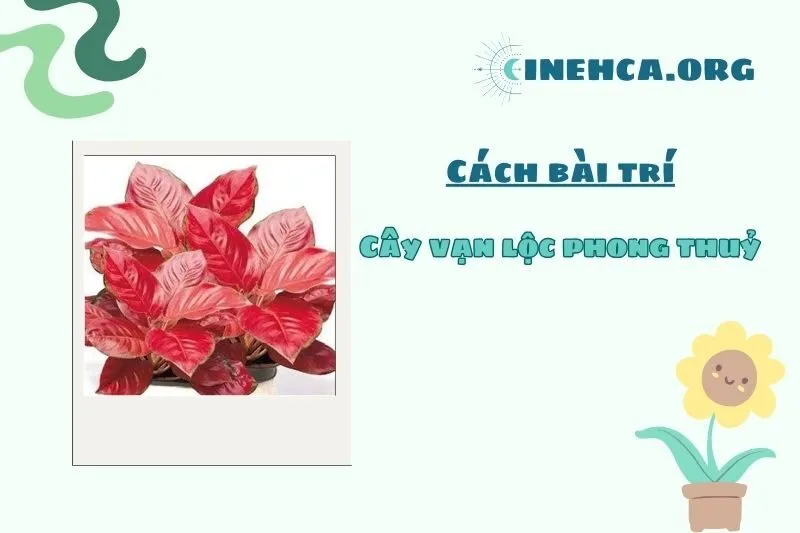 Cách đặt cây vạn lộc phong thủy hợp lý trong nhà