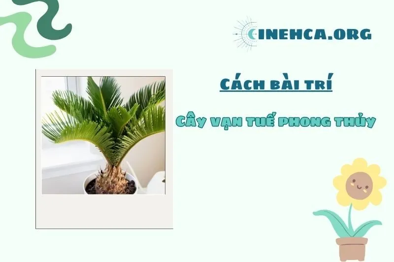 Vị trí đặt cây vạn tuế phong thủy trong nhà