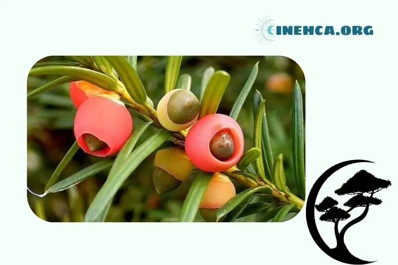 Giá trị ứng dụng của cây thông đỏ trong đời sống