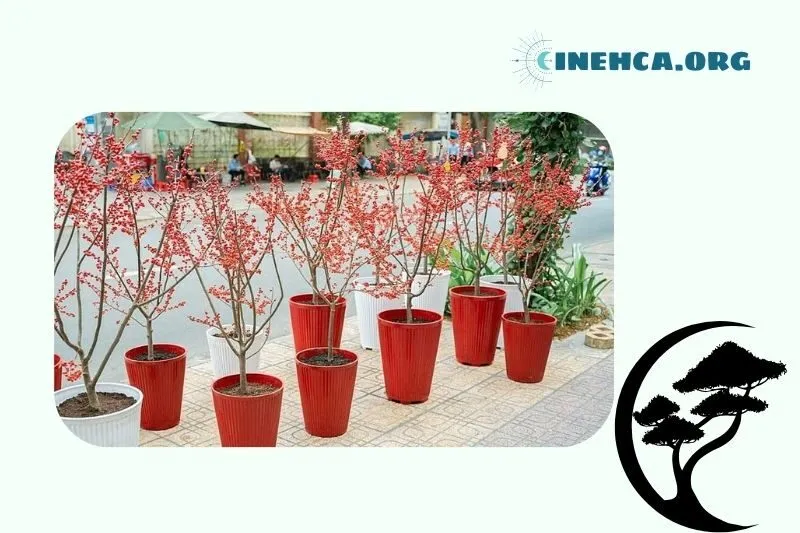 Hướng dẫn cách chọn đào đông đẹp