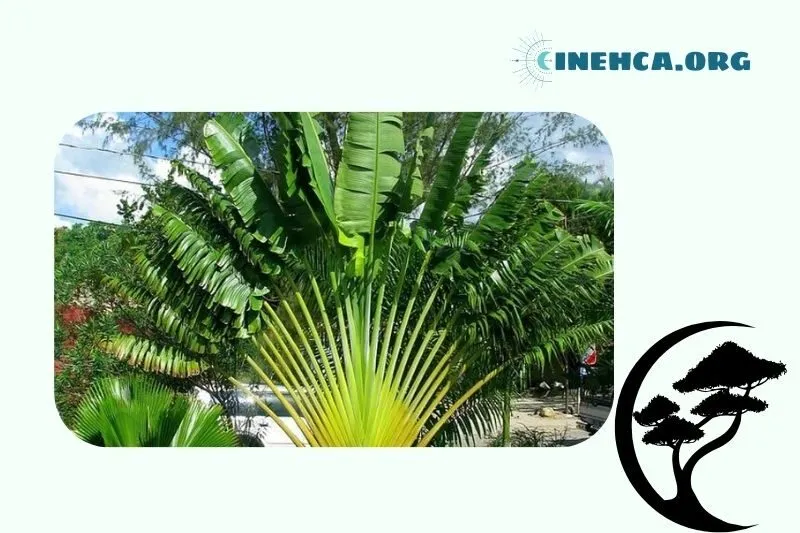 Lợi ích của cây chuối cảnh trong đời sống