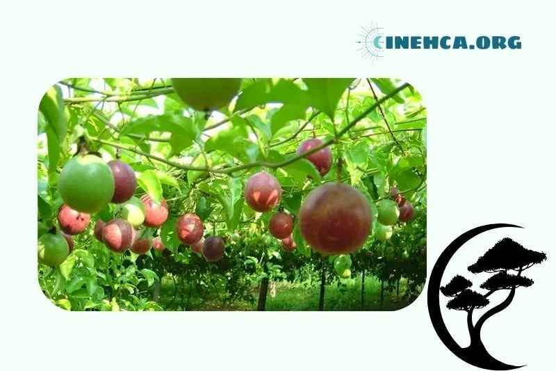 Tác dụng của cây chanh leo